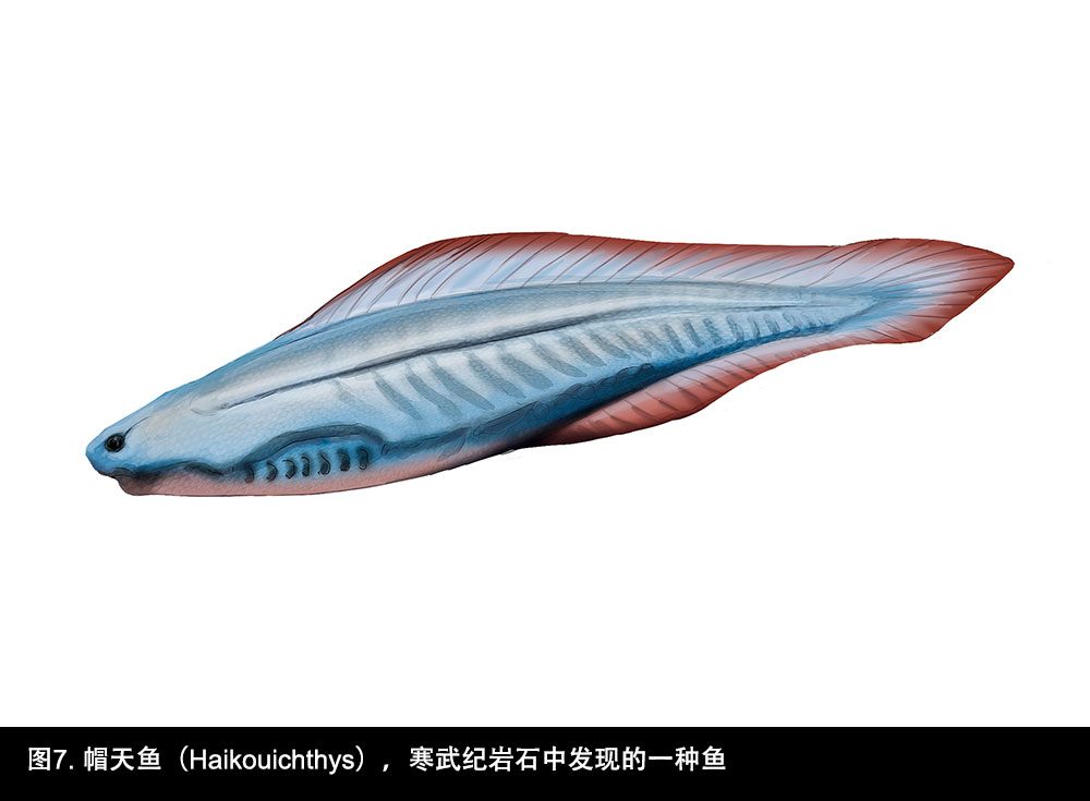 帽天鱼（Haikouichthys）