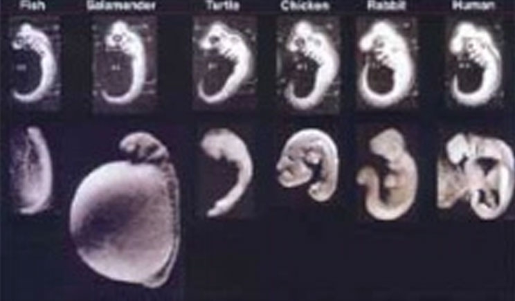 海克尔的胚胎图骗局再次被戳穿