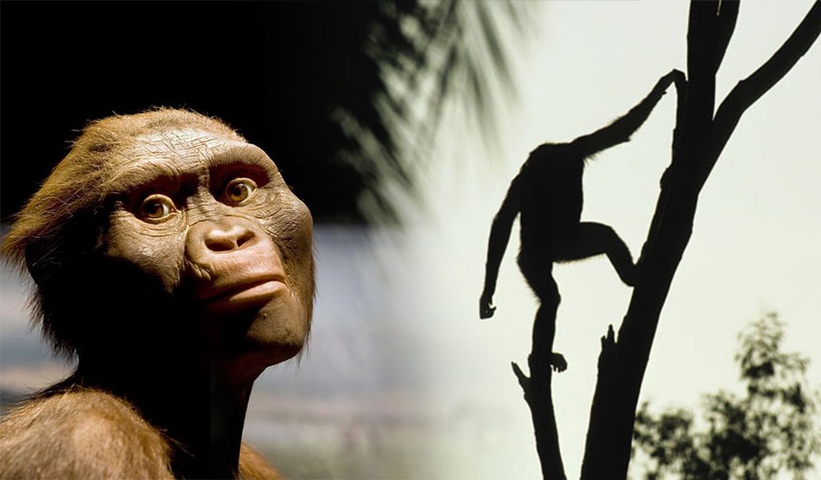 南猿是一种灭绝的猿