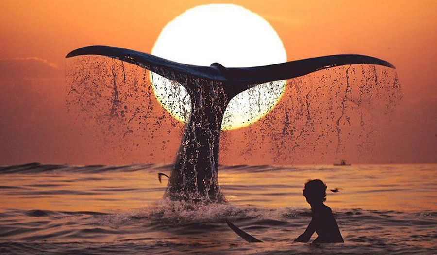 鲸的尾鳍如何形成? 鲸的尾鳍如何形成?