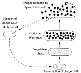 噬菌体的复制周期