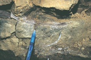 霍顿采石场南墙出露的泥灰岩层顶段的木化石