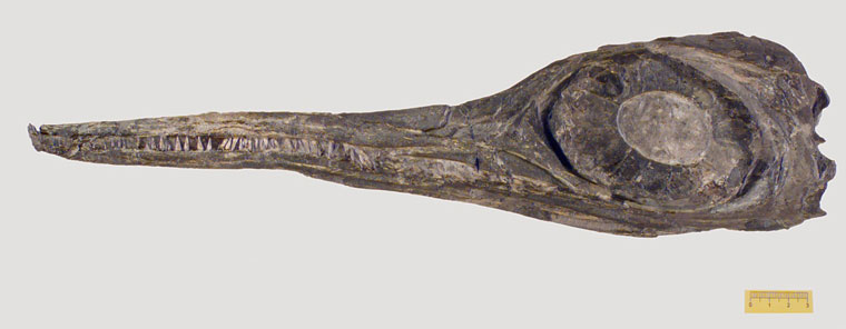 鱼龙的头部化石