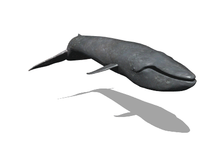 鲸鱼的摆尾方式