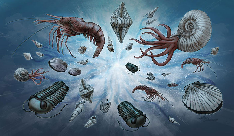 寒武纪生物大爆发:化石指向创造,而非进化