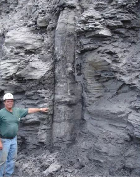 煤矿中发现的石松（lycopod）树干化石，没有根