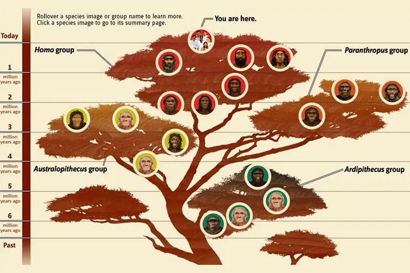 假想人类进化树图