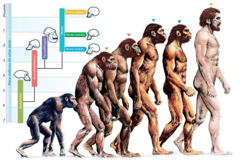 假想人类进化图