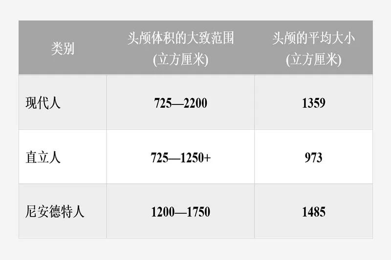 直立人的脑容量与现代人的脑容量