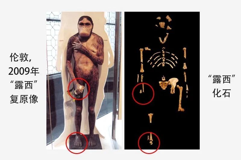 无手无脚的南方古猿