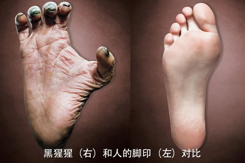 黑猩猩和人的脚印对比