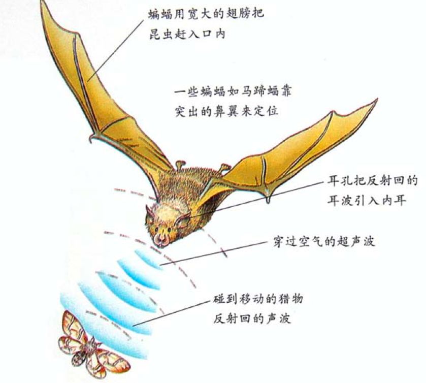 蝙蝠声纳 蝙蝠声纳