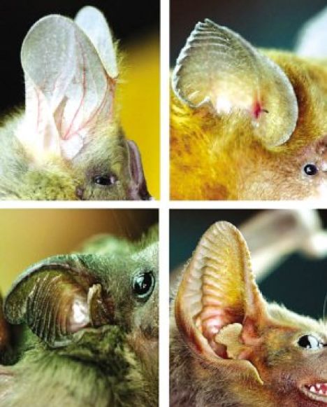 蝙蝠的耳朵