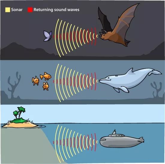 蝙蝠与海豚声纳系统