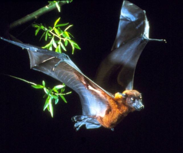 大蝙蝠亚目 大蝙蝠亚目