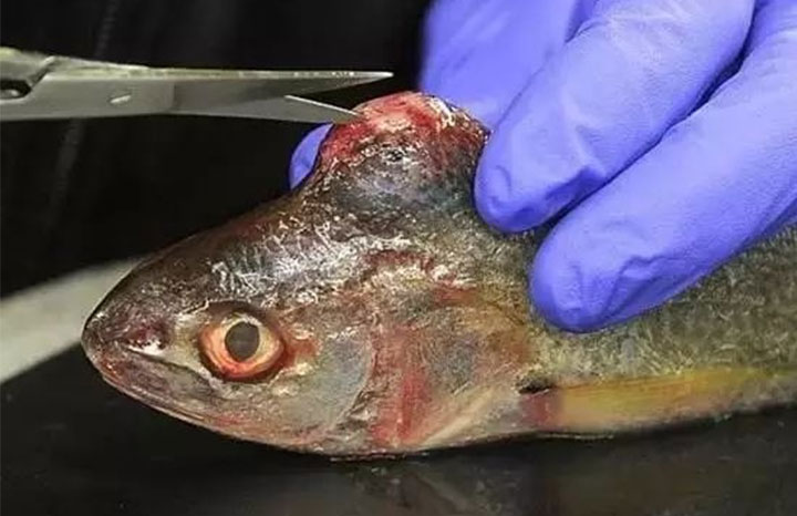 福岛附近一条因辐射而形成肿块的海鱼