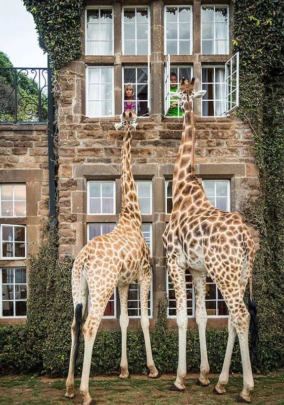 长颈鹿:又一例不可简化的复杂性