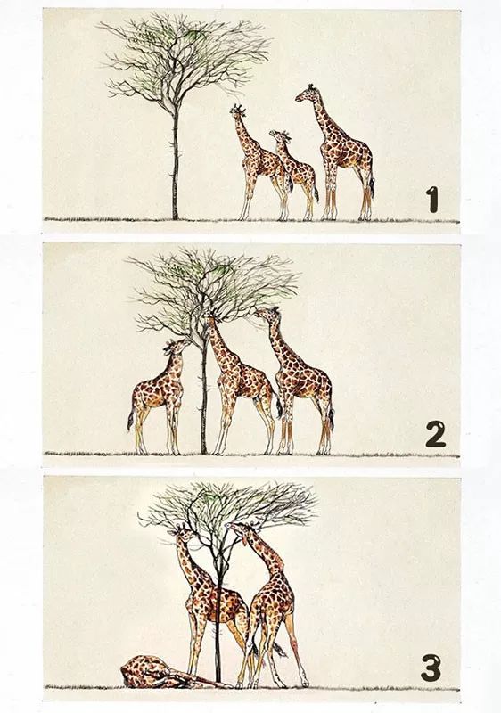 长颈鹿：进化来的长脖子？