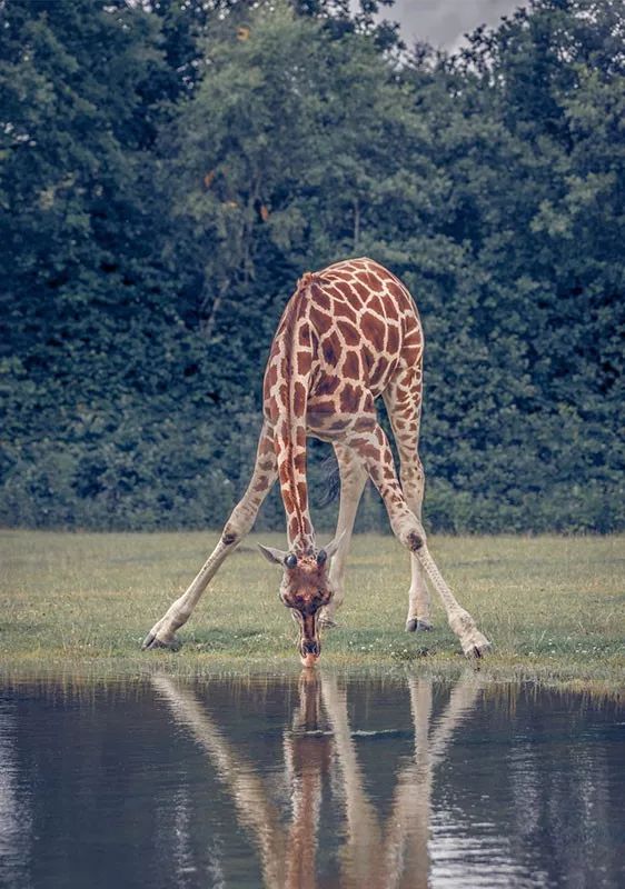 这些瓣膜会立即关闭,防止颈部血液倒流冲击大脑