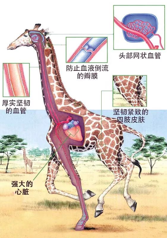 长颈鹿：不可简化的长脖子
