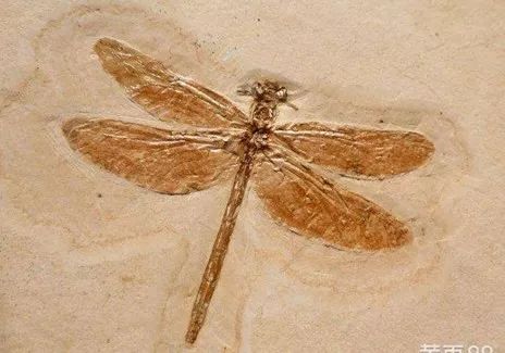 蜻蜓化石