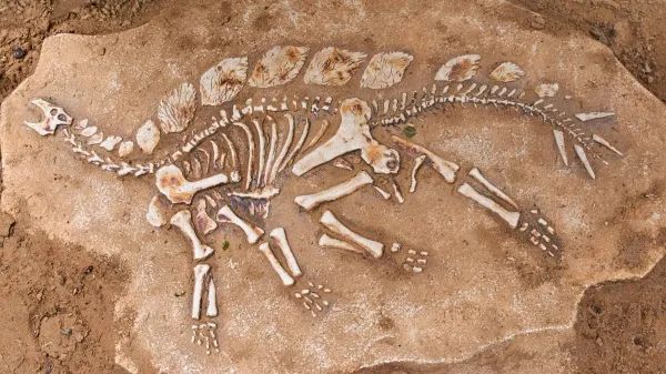 河南发现18米长的剑龙化石，据称“1.8亿年”前被埋