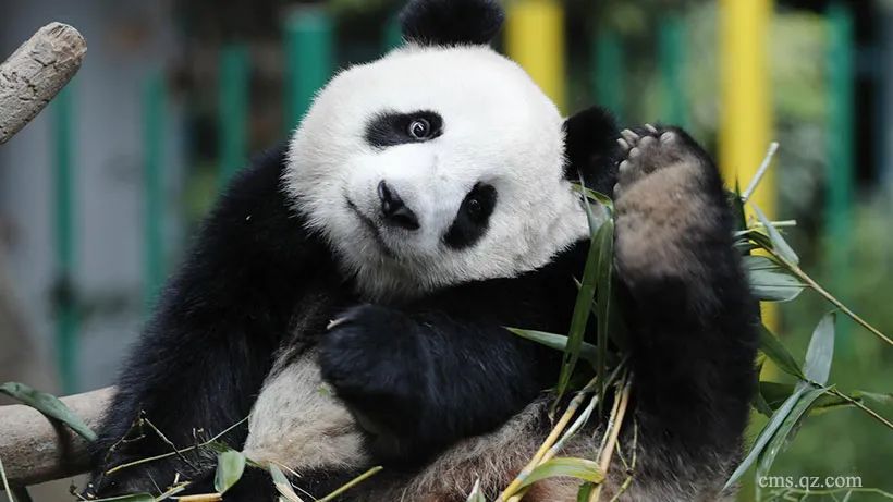 卖萌也是一项本领