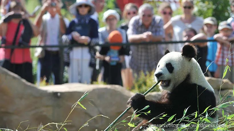 动物园中的明星