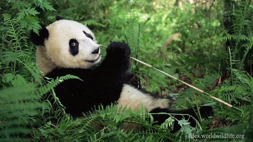 不要被俺像猫那么可爱的外表迷惑，其实俺是熊