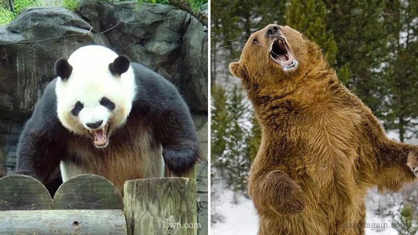 愤怒的大熊猫战斗力不亚于一头熊
