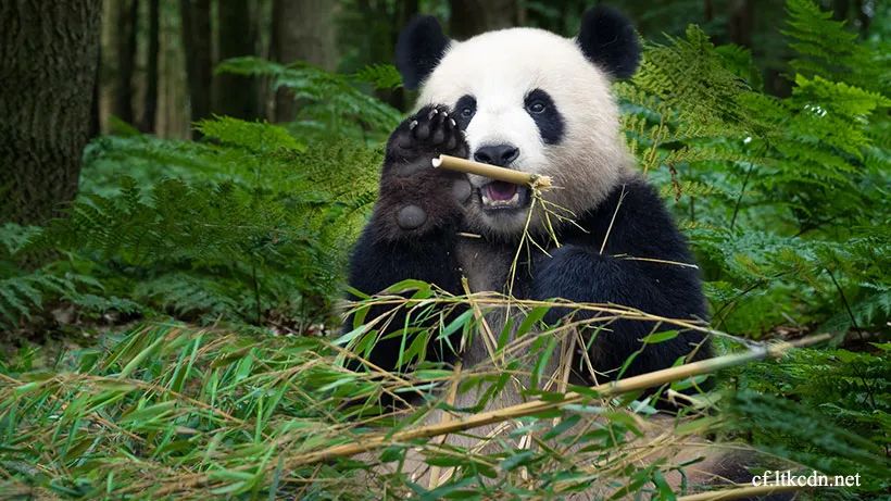 正在津津有味吃竹杆的大熊猫