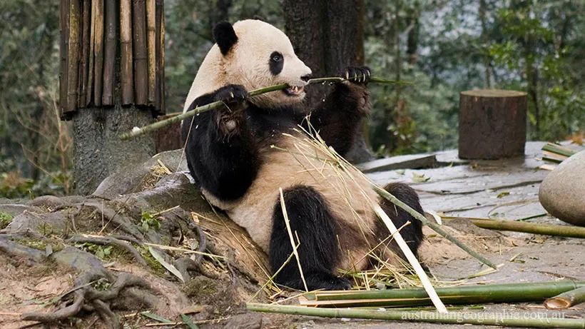 大熊猫能轻松咬断粗竹杆