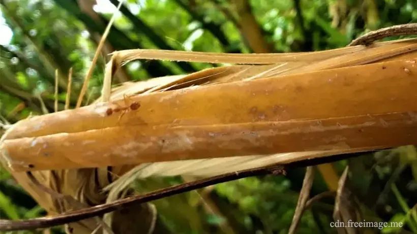 裂开的竹子会产生尖刺