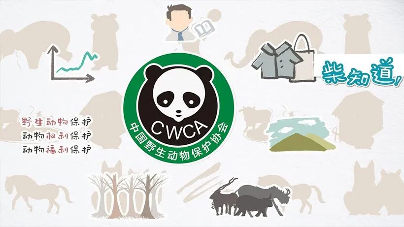 大熊猫作为野生动物保护的标志