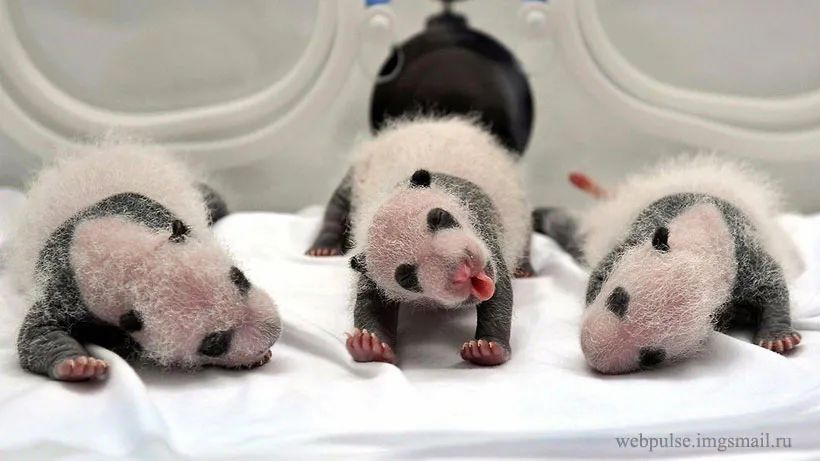 人工繁育大熊猫