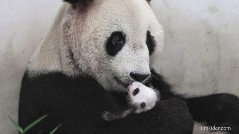 大熊猫生育真的不容易啊