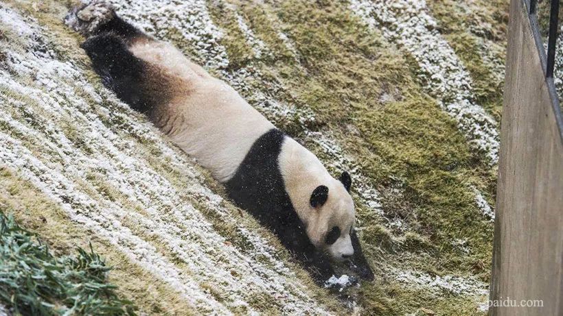 大熊猫并没有在进化