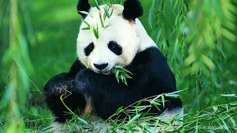 大熊猫见证最初完美的创造