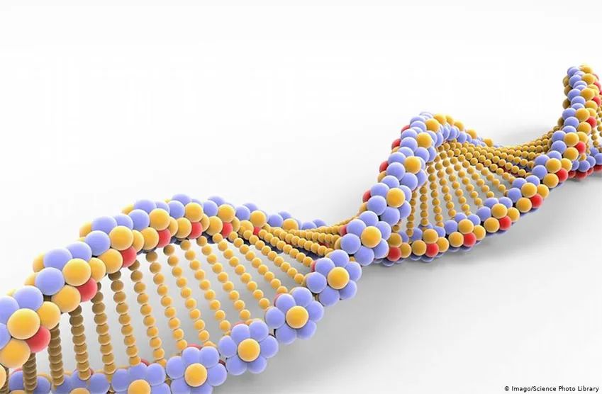 DNA链的双螺旋结构