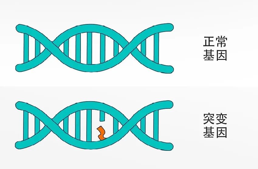 突变是DNA复制过程中发生的异常现象