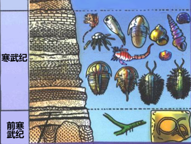 寒武纪地层实际出现的动物:几乎所有门类动物都站在同一起跑线上