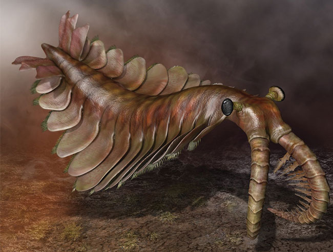 寒武纪海洋的顶级捕食者——奇虾,复原图