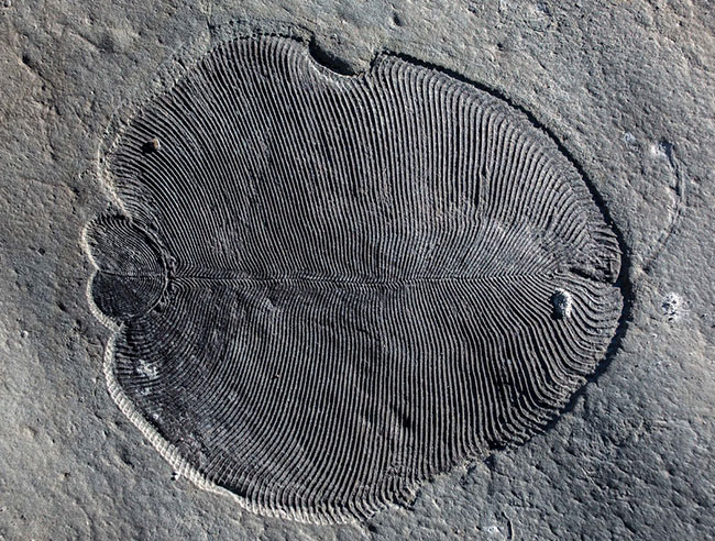 拉迪卡拉动物群中的狄更逊水母化石，身体像巨大的薄饼，可长达1米