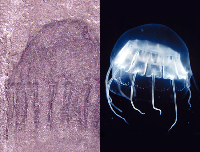 左图：寒武纪的水母，右图：这种水母到今天仍然生存，且拒绝进化。