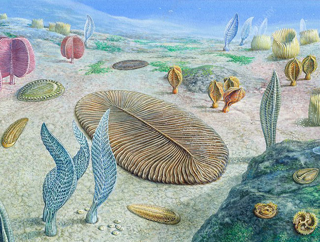 埃迪卡拉动物,复原图