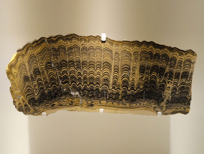 据称“最古老”的化石:层叠石,竟然与现代蓝细菌所形成的层叠石一样——连细菌也拒绝进化。