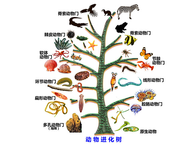 进化树模型：树干底部（动物开始出现时）应为简单的生物