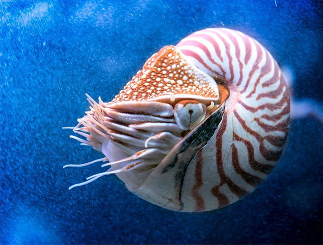 寒武纪出现的珍珠鹦鹉螺至今仍然生存，且拒绝进化