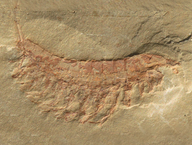 中国澄江保存了最完整的寒武纪生物化石群