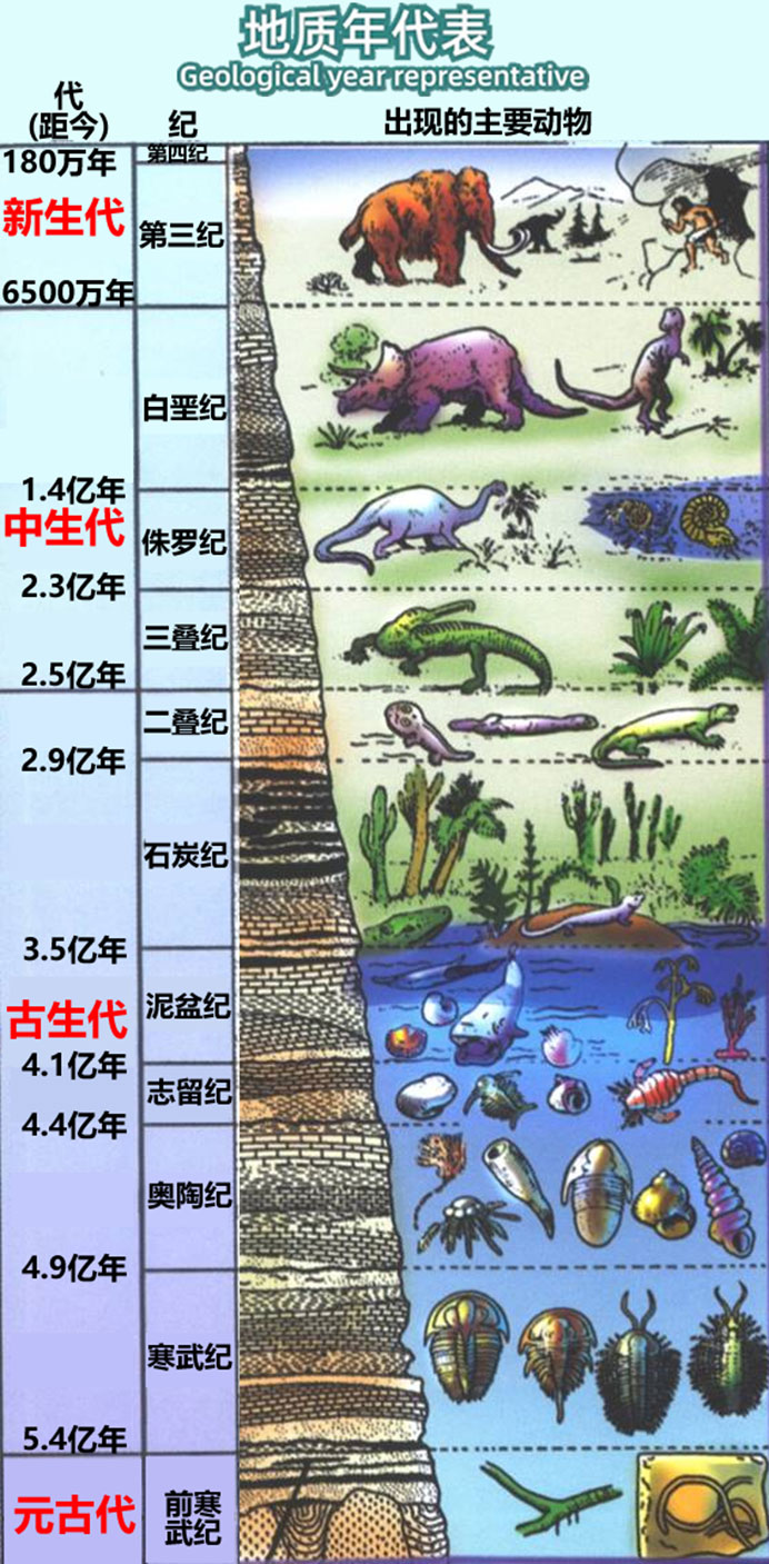 地质年代表（即进化的时间表），其中的年份并不正确，详见扩展阅读
